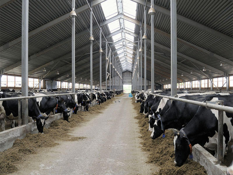 Steel Structure Cattle Shed