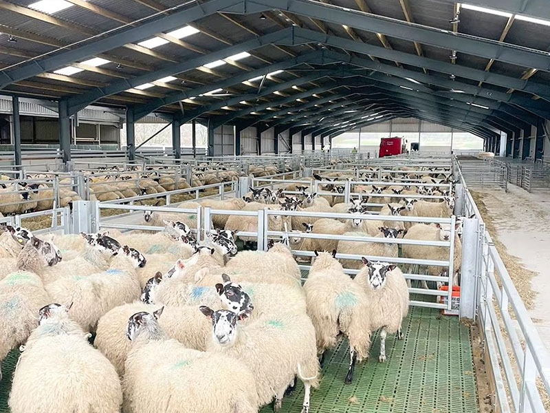 Steel structure farm building